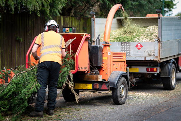 Best Tree and Shrub Care  in USA