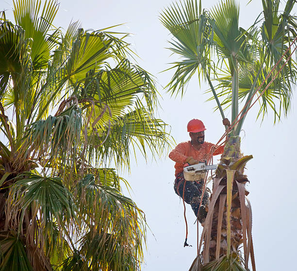 Best Palm Tree Trimming  in USA